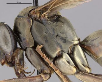 Media type: image;   Entomology 26703 Aspect: thorax, lateral